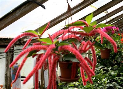Acalypha hispida